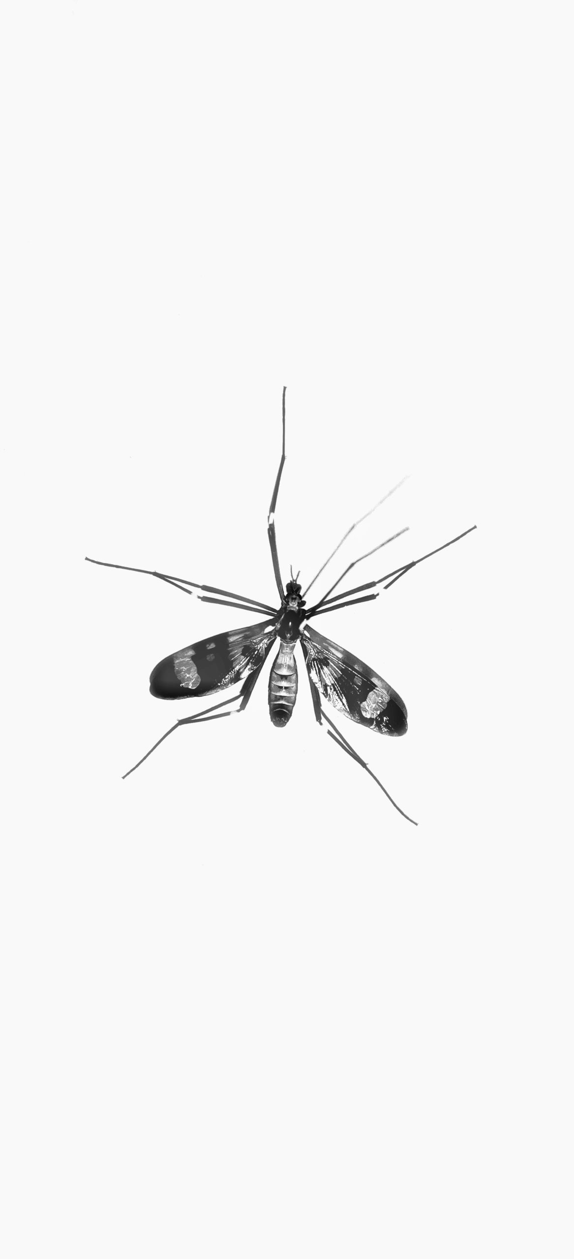Le moustique, premier prédateur de l'Homme