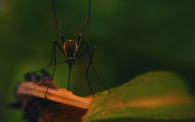 Mais c’est quoi un moustique exactement, et pourquoi ça pique ?