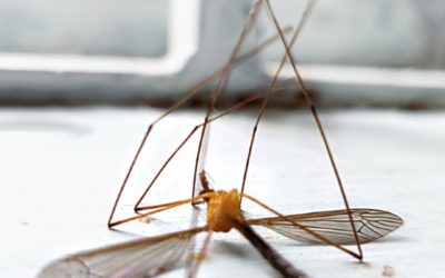 La bombe aérosol insecticide : efficace pas seulement contre les moustiques