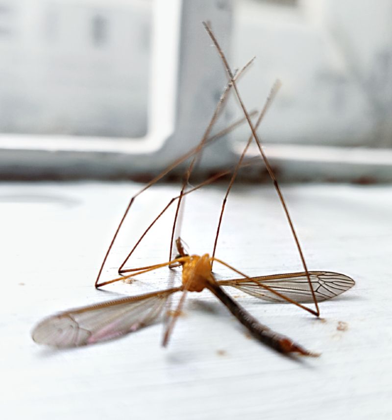 La bombe aérosol insecticide