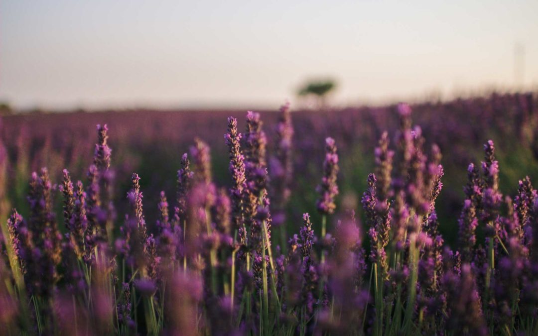 Les plantes anti-moustiques